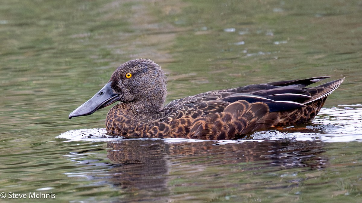 ミカヅキハシビロガモ - ML646657096