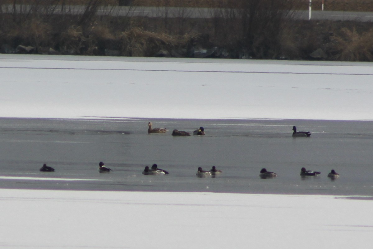 Common Goldeneye - ML646657098