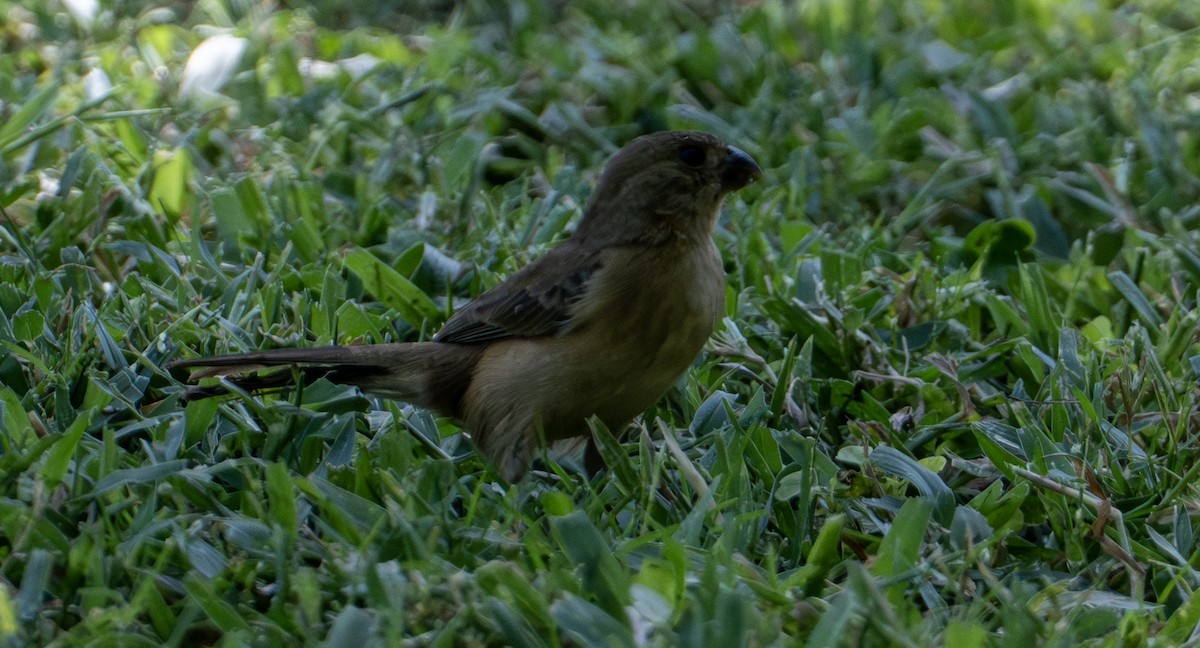 Kızıl Sokumlu Tohumcul - ML646657099