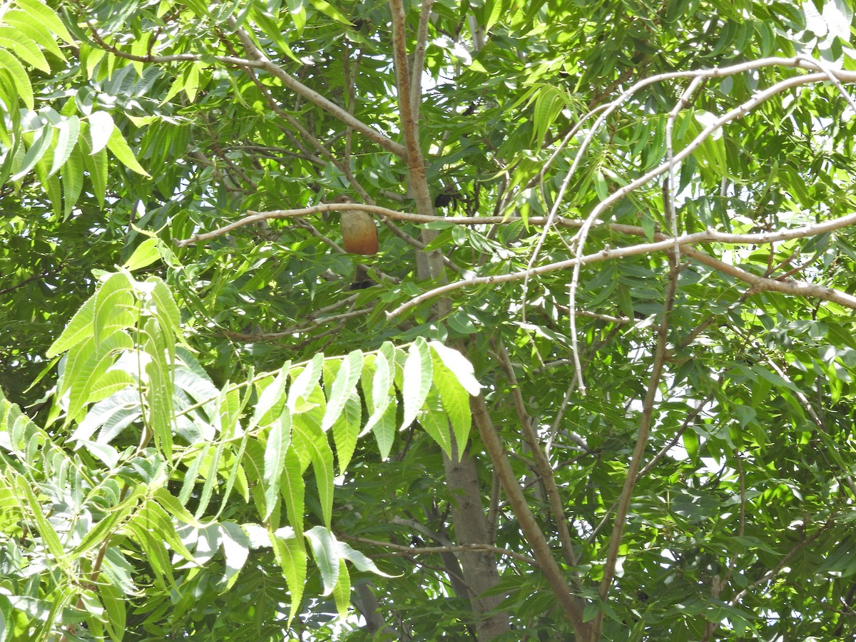 ナンベイコマツグミ - ML646657100