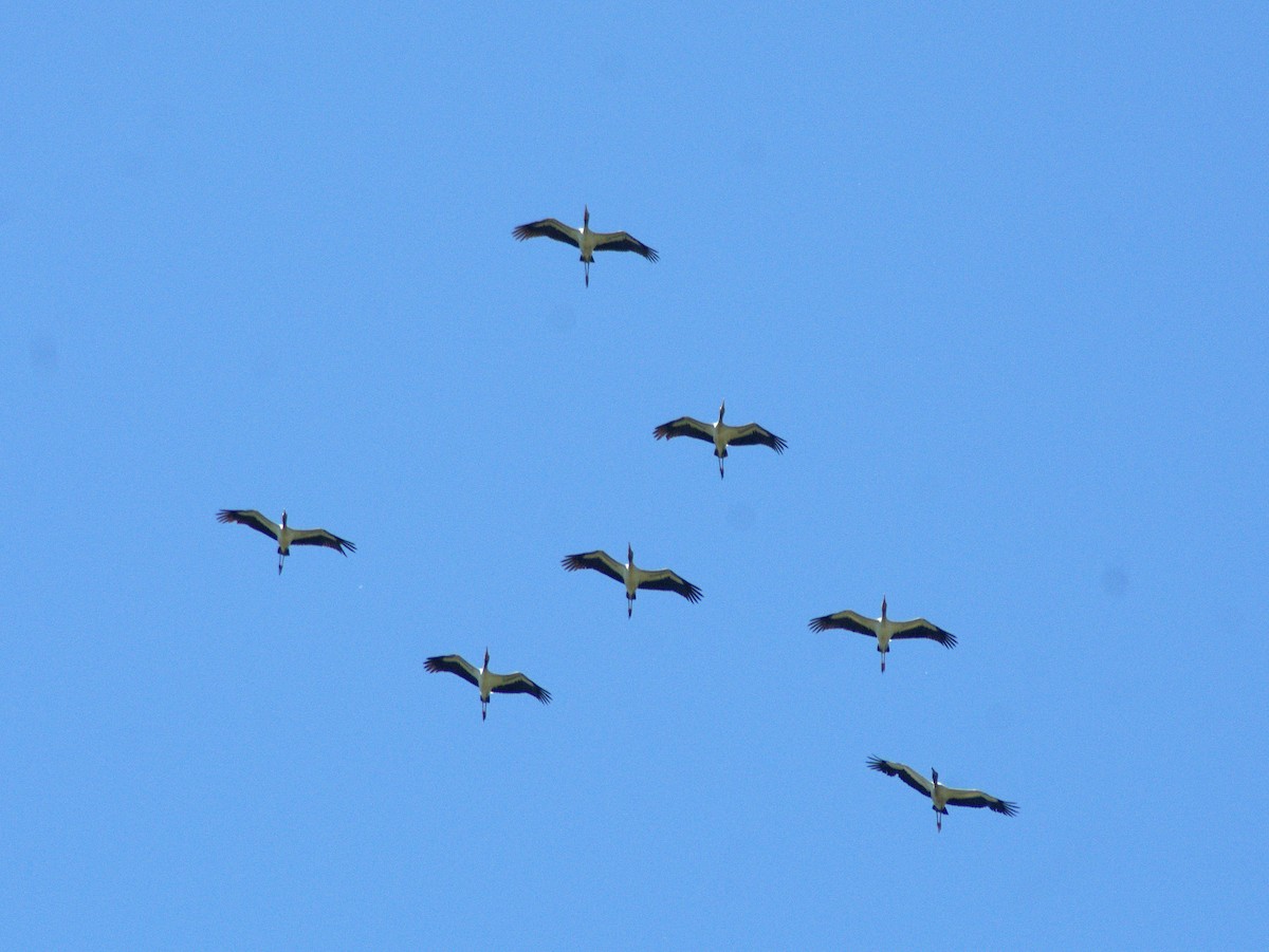 Wood Stork - ML646657101