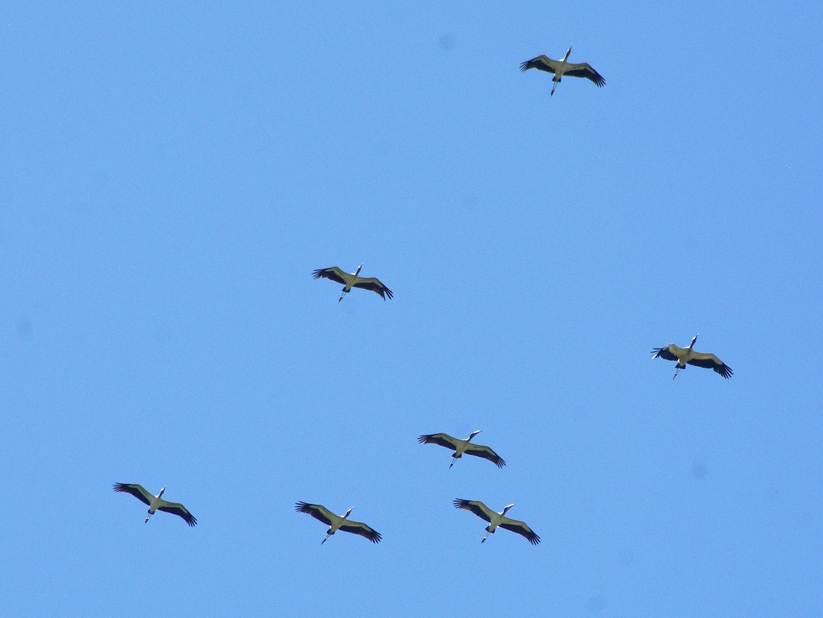 Wood Stork - ML646657102