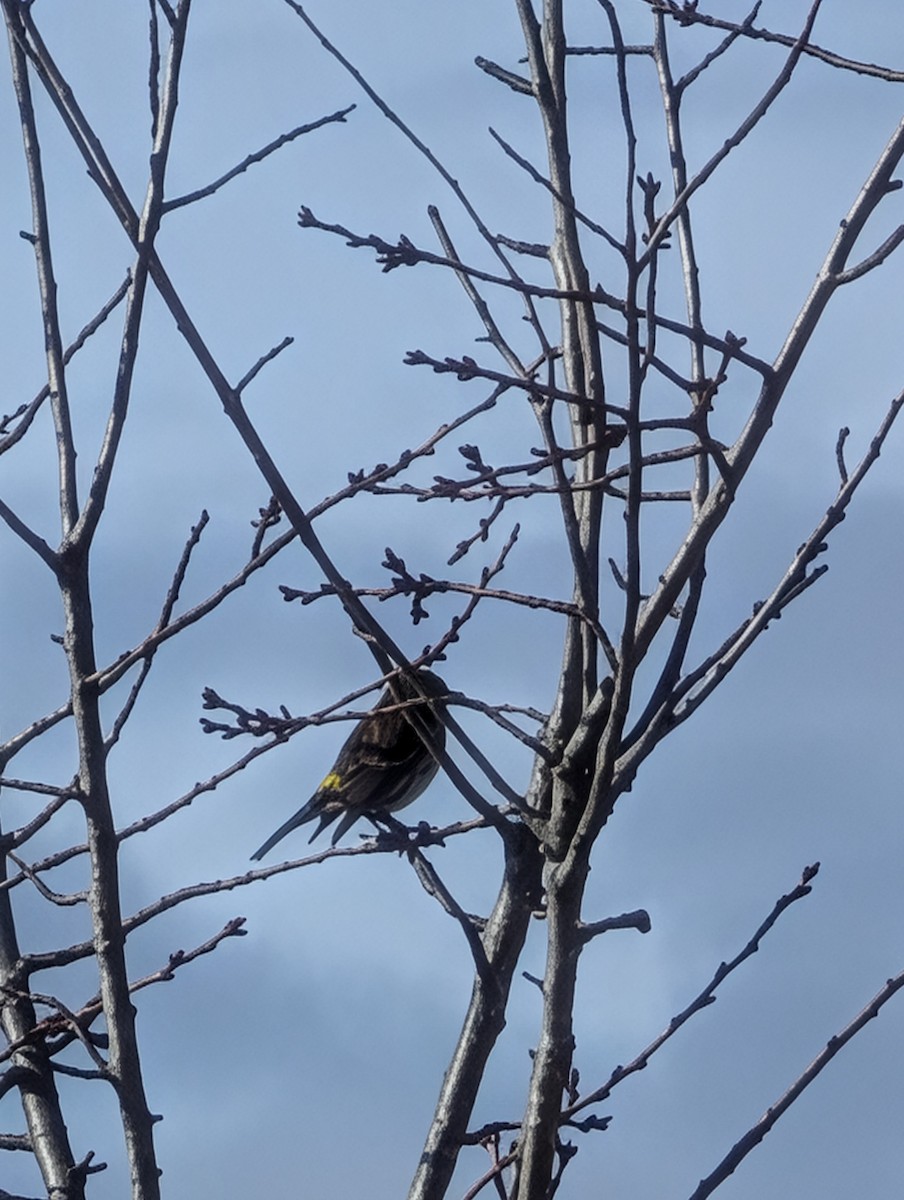 Yellow-rumped Warbler - ML646657103