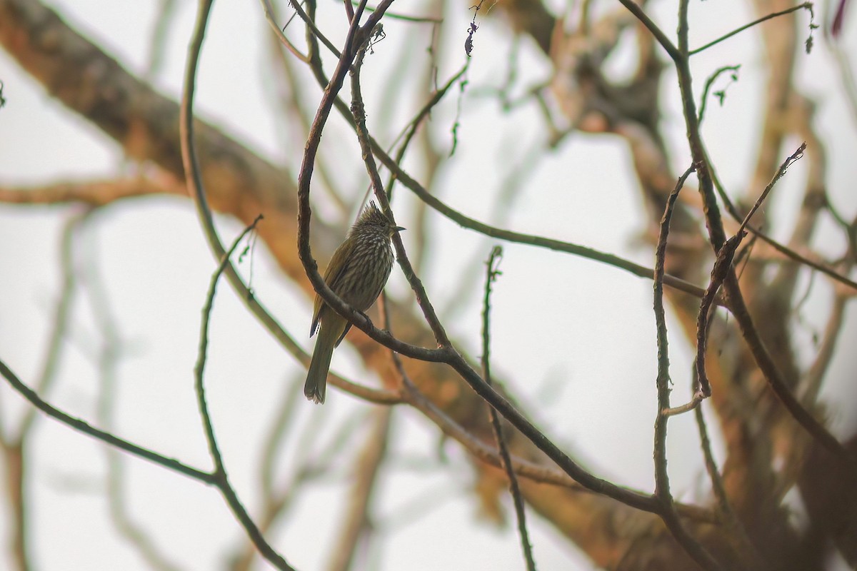 Striated Bulbul - ML646657104