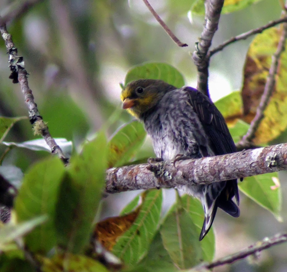 Yellow-rumped Honeyguide - ML646657105