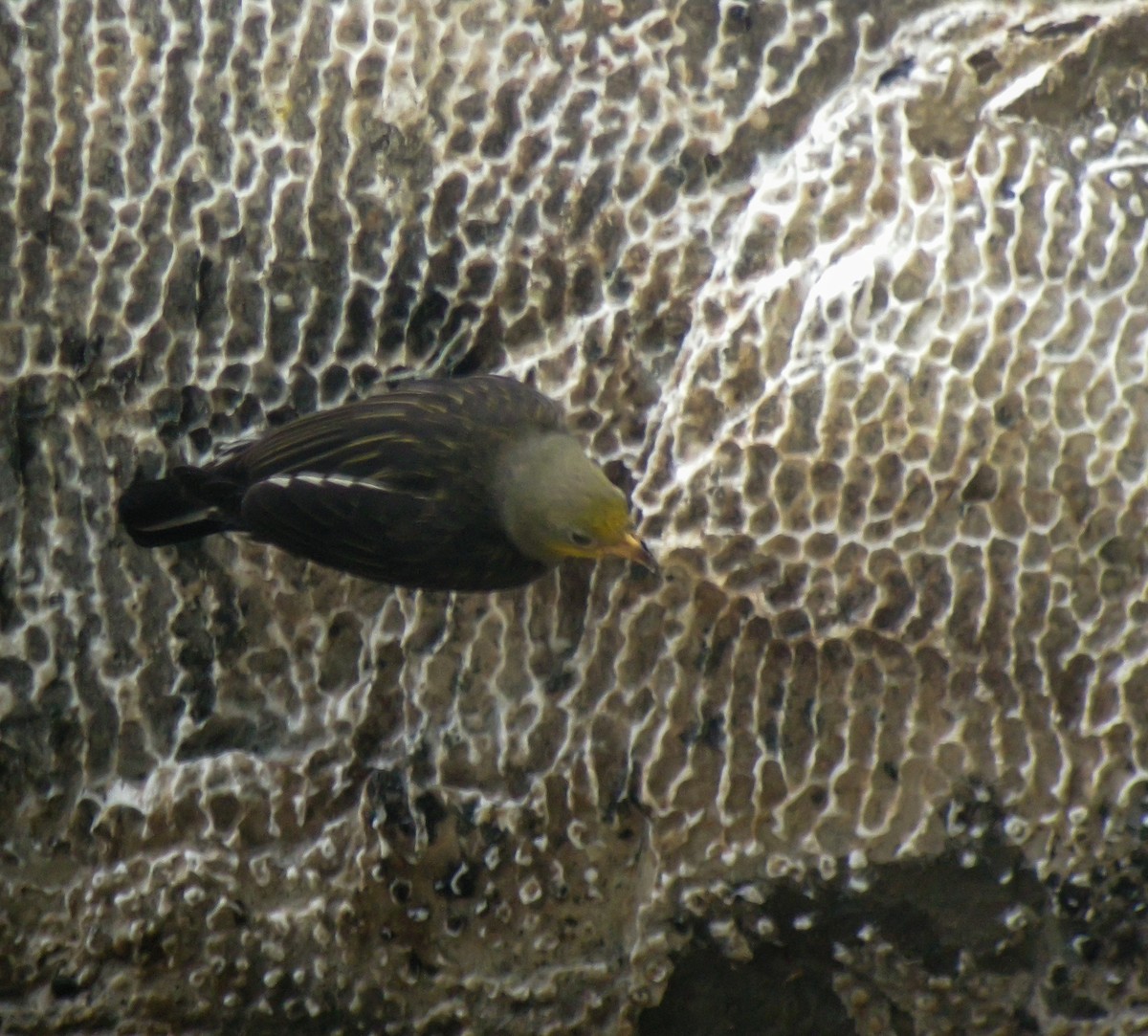 Yellow-rumped Honeyguide - ML646657106