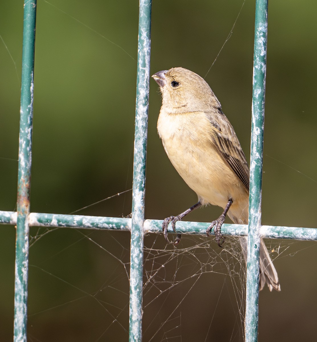 Kızıl Sokumlu Tohumcul - ML646657107