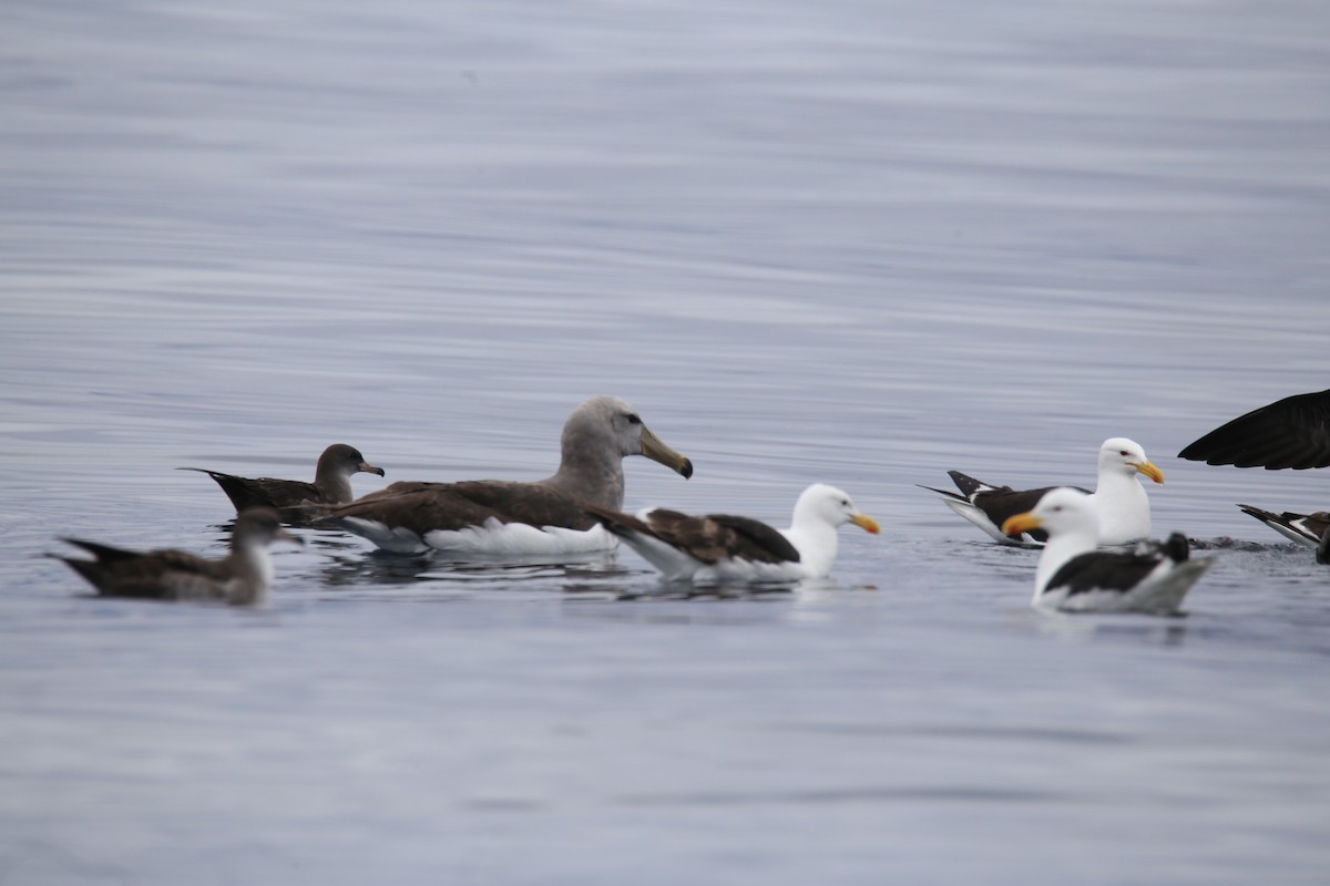 Chatham Albatross - ML646657110