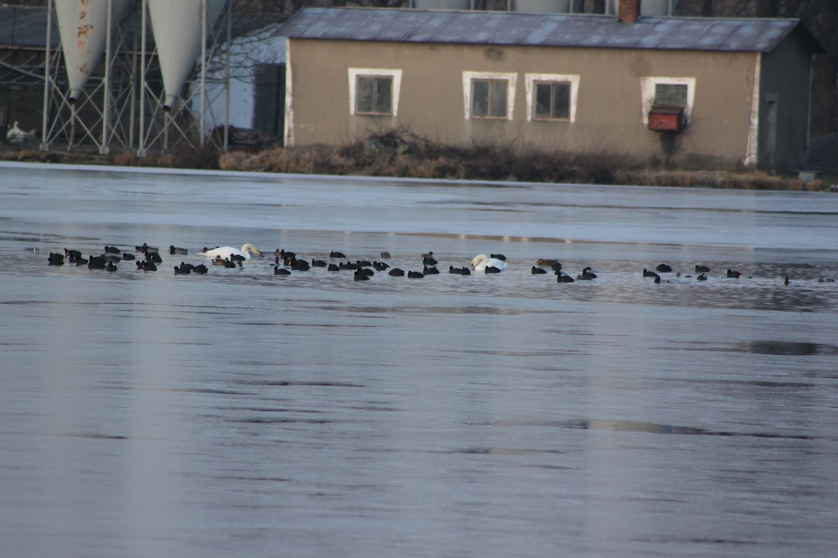 Eurasian Coot - ML646657113