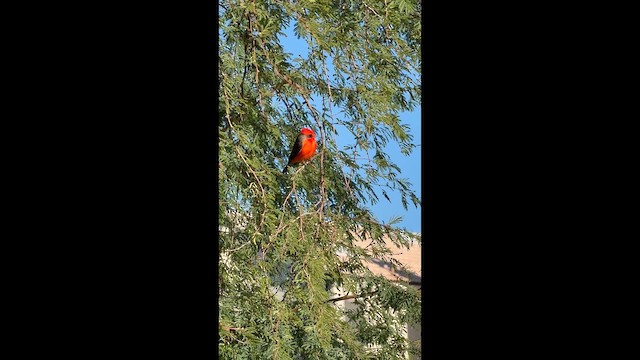 Москверо вогнистий - ML646657115