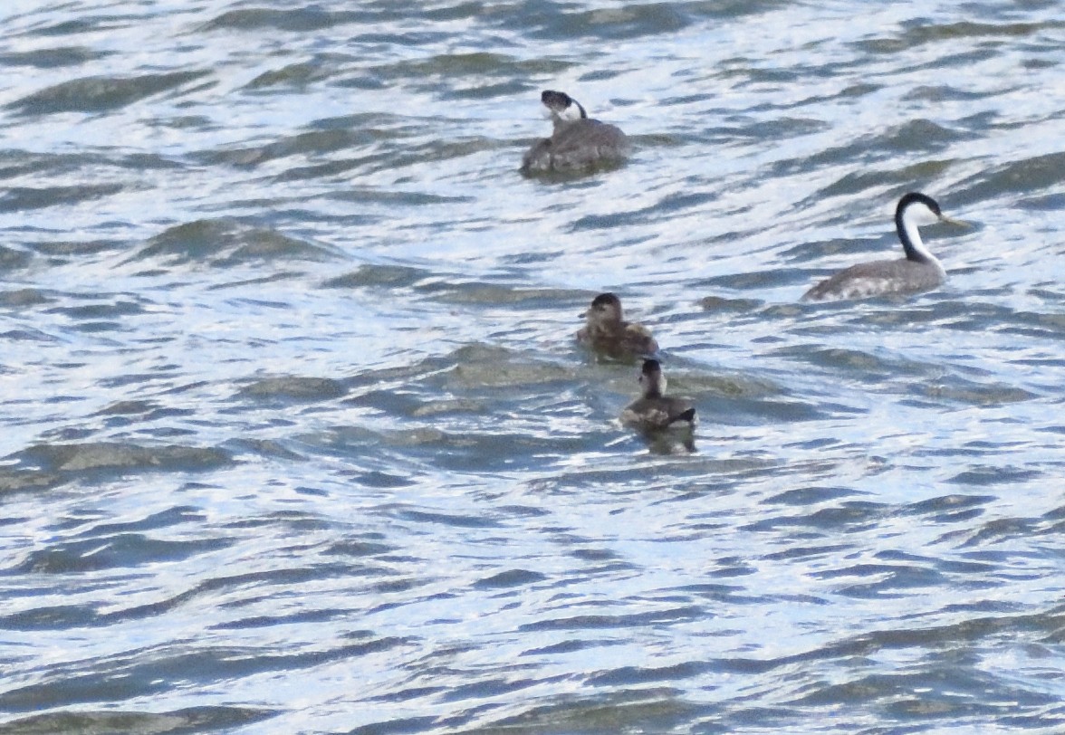 Савка американська - ML646657118