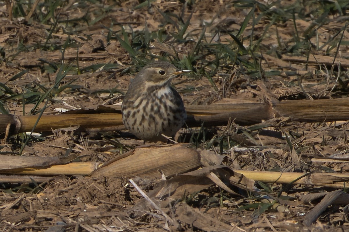 American Pipit - ML646657120