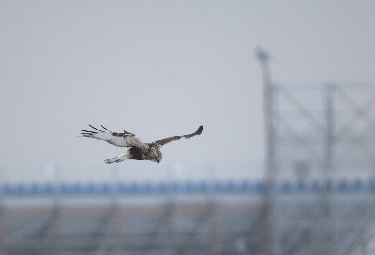 毛足鵟 - ML646657121