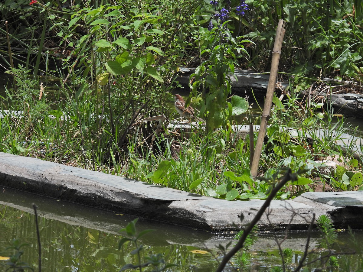 イエスズメ - ML646657127