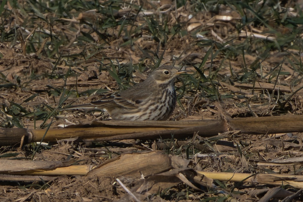 American Pipit - ML646657130