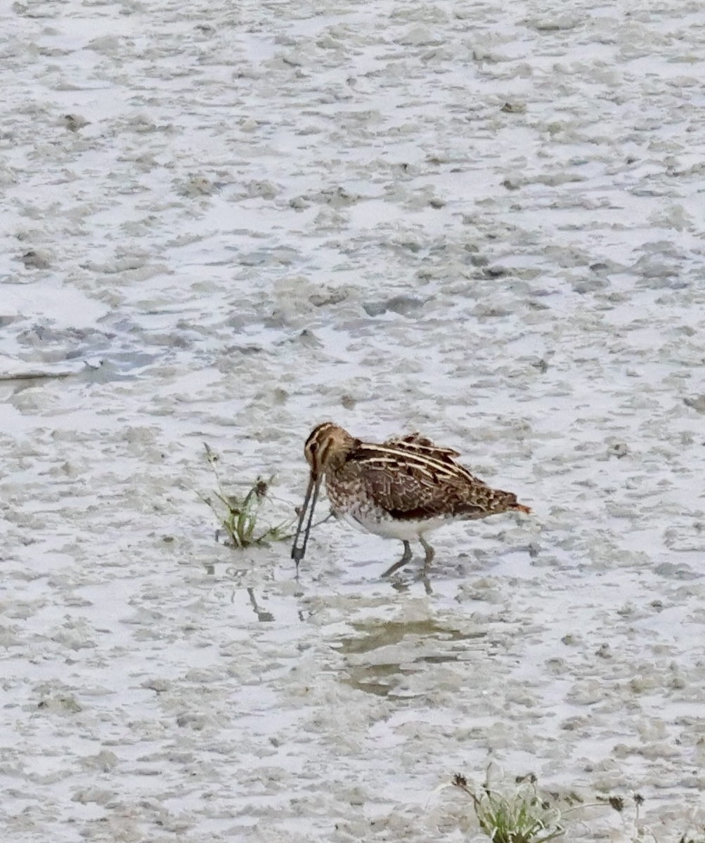 Common Snipe - ML646657131