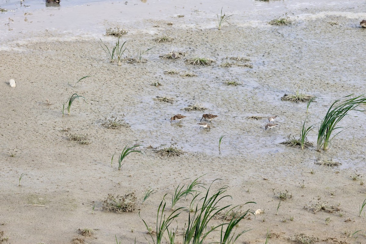 Agachadiza Común - ML646657132