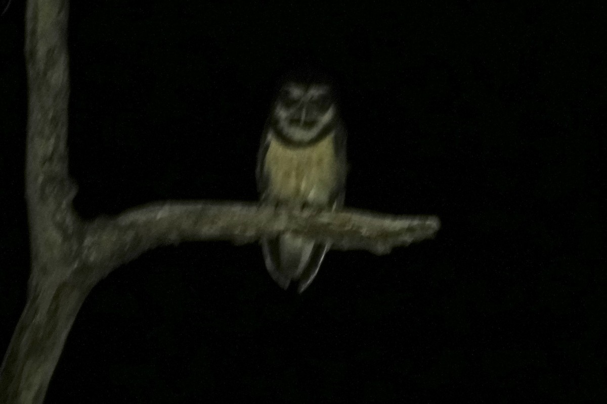 Spectacled Owl - ML646657133