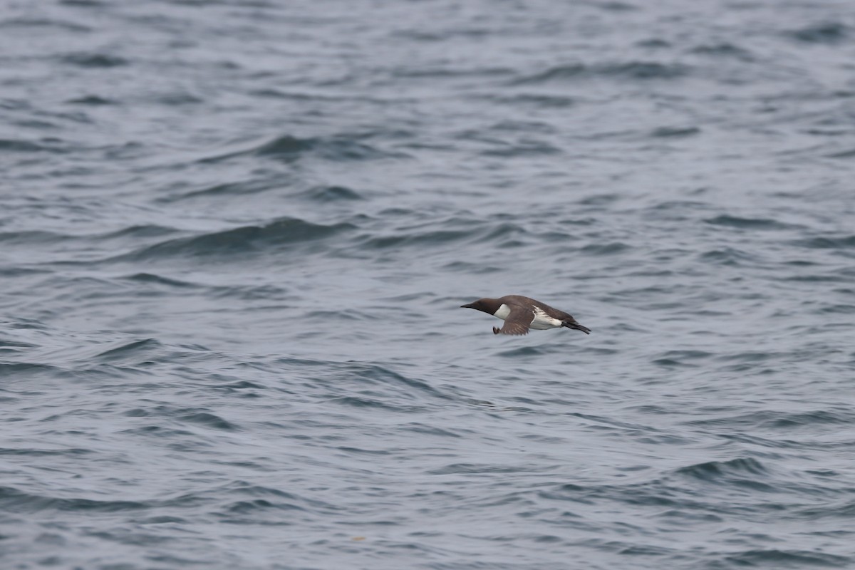 alkoun úzkozobý - ML646657135