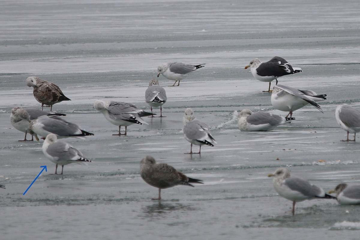 Iceland Gull (Thayer's) - ML646657137