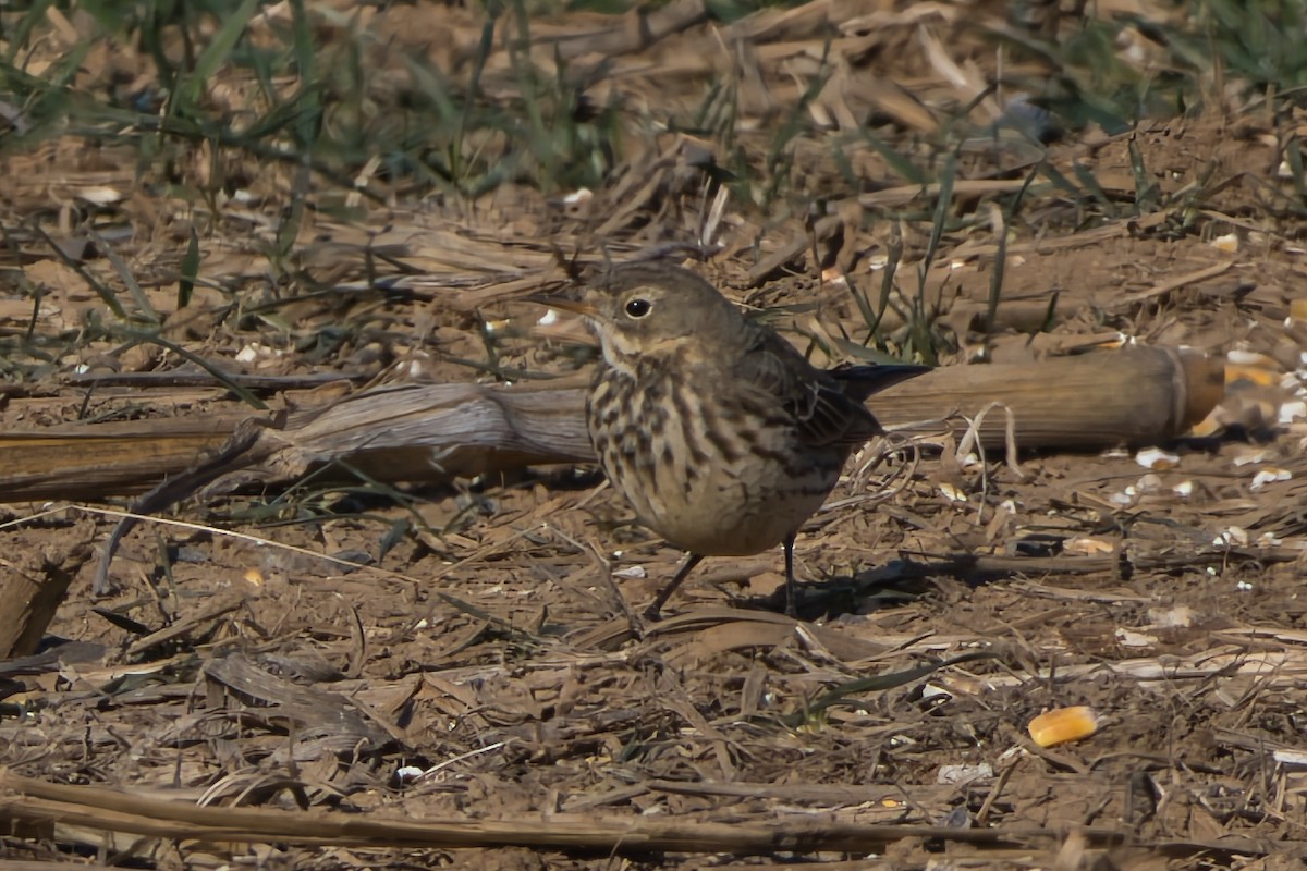 American Pipit - ML646657139