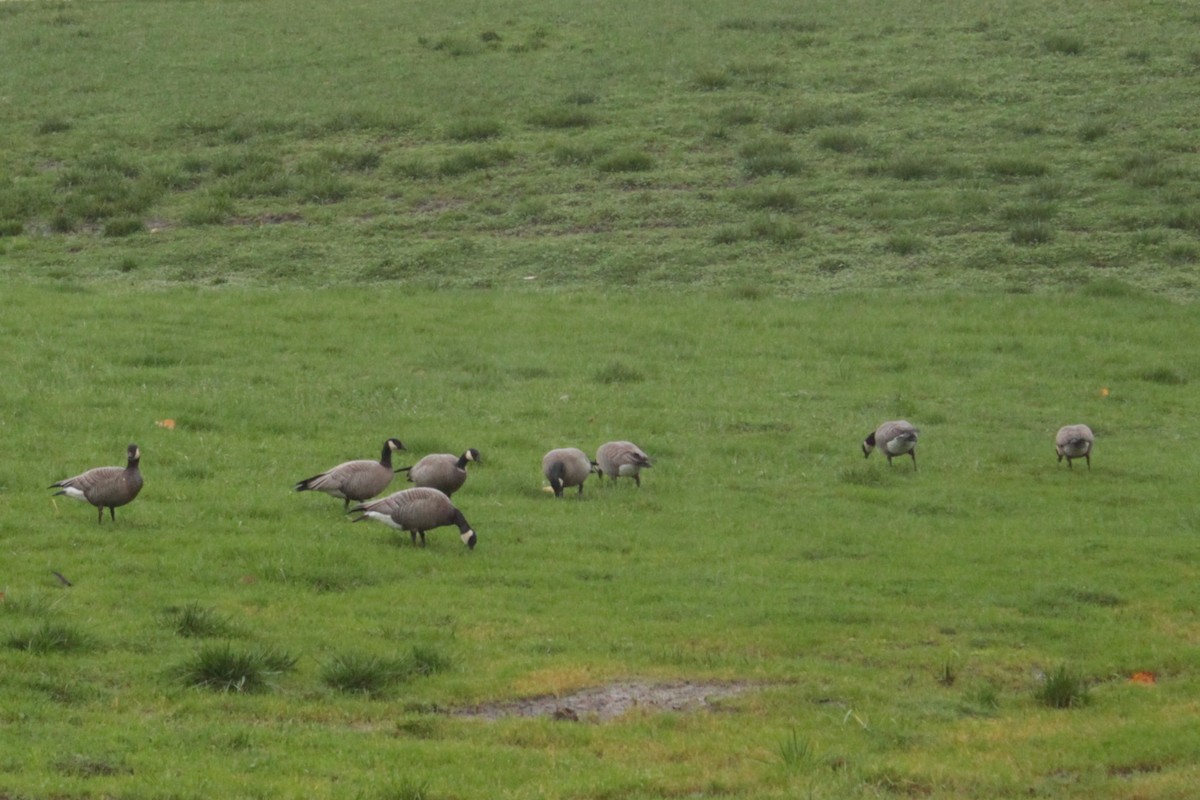 Zwergkanadagans - ML646657140