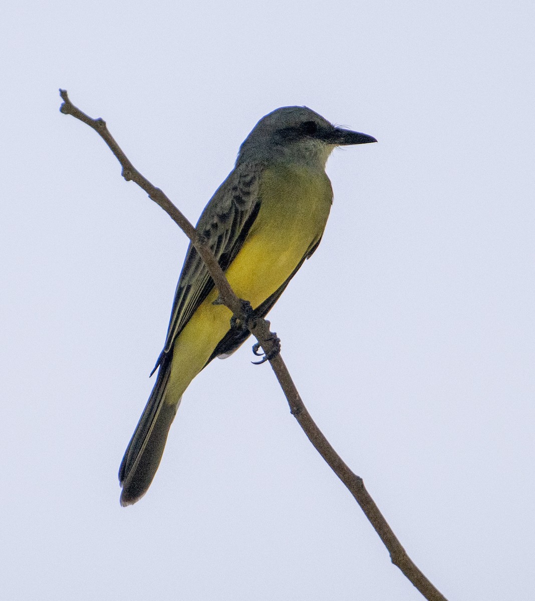 Tropikal Tiran - ML646657142