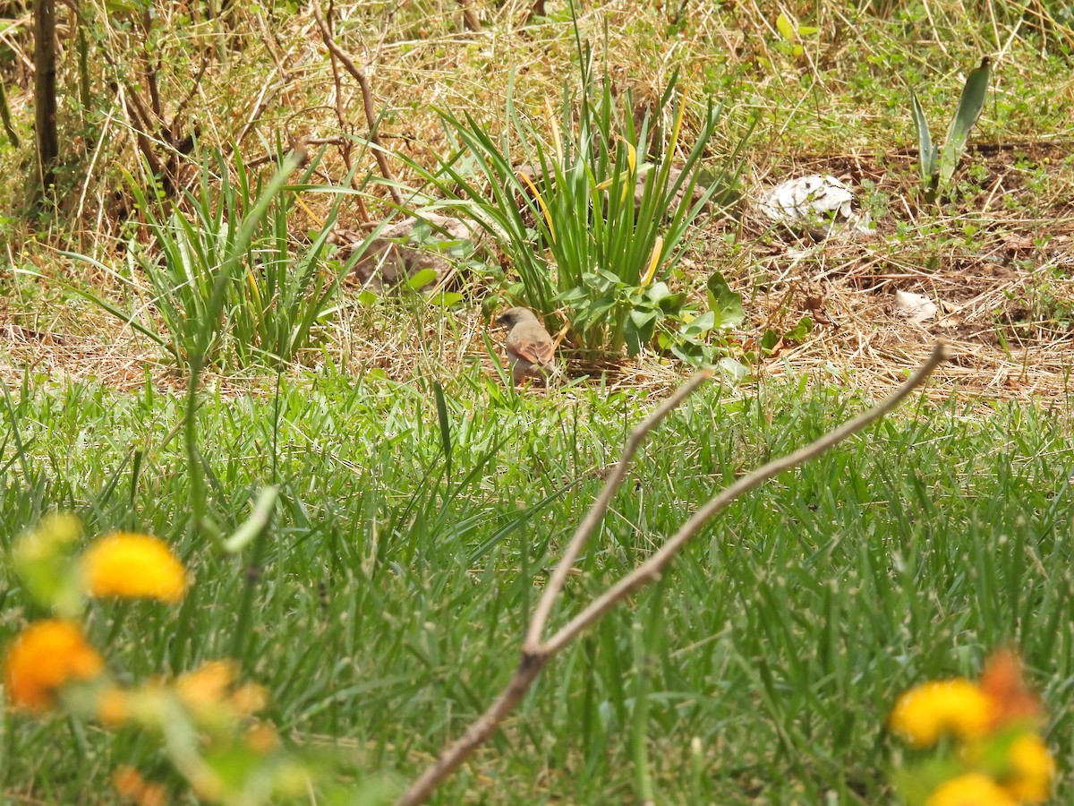 クリバネコウウチョウ - ML646657143