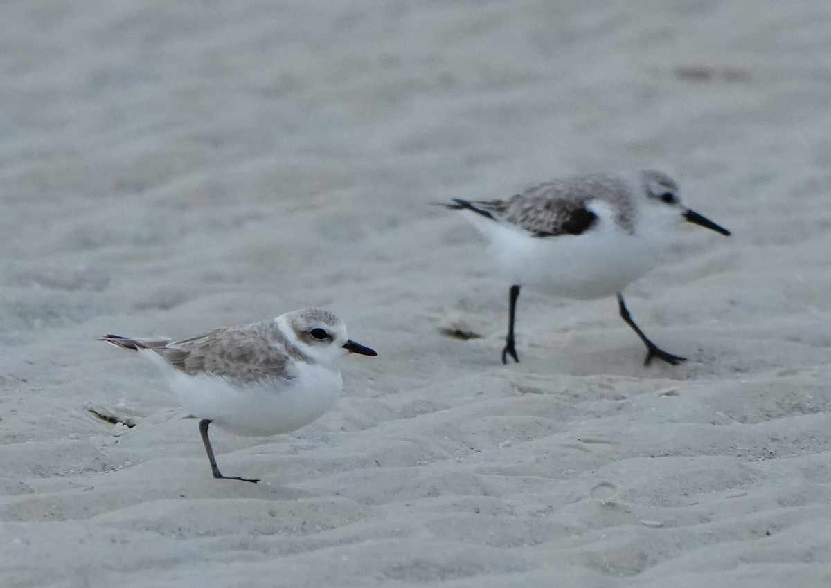 Snowy Plover - ML646657144