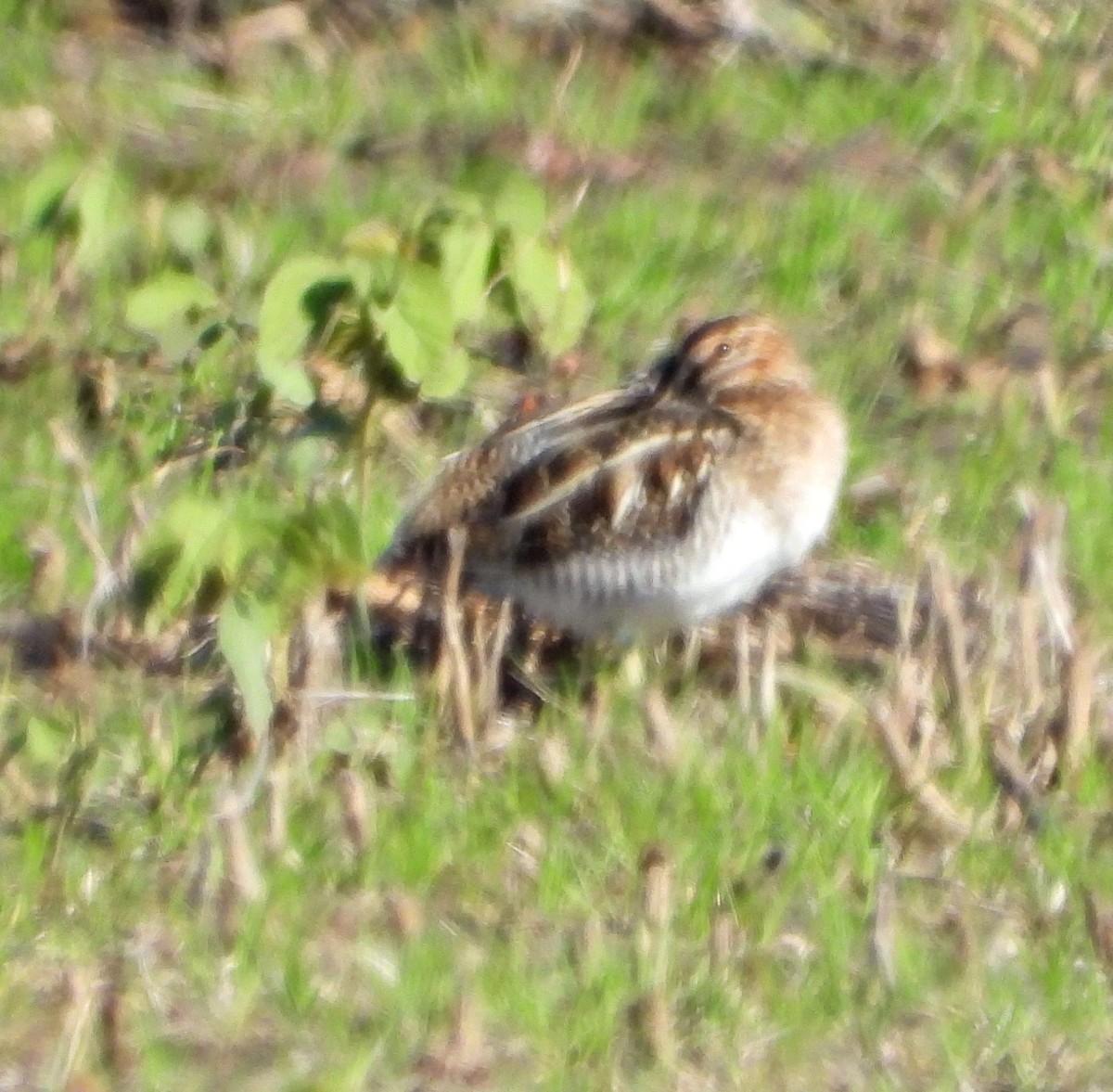 Bécassine de Wilson - ML646657145