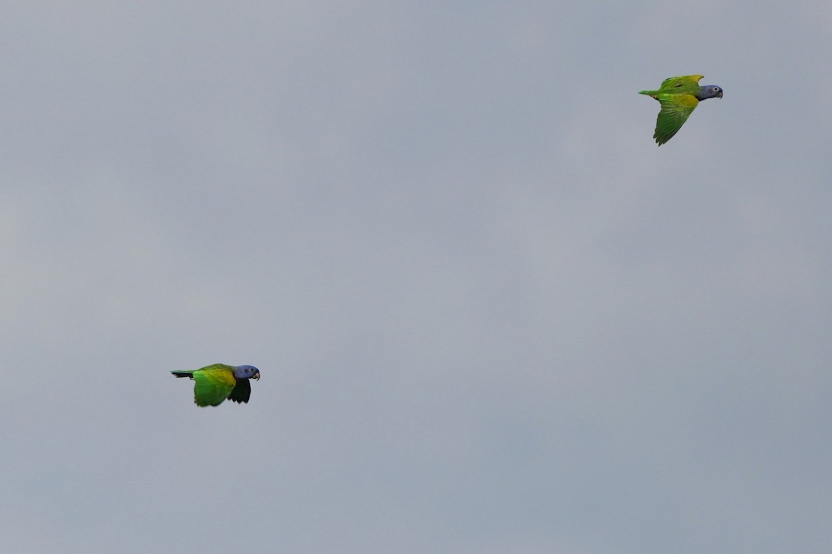 Папуга-червоногуз синьоголовий - ML646657147