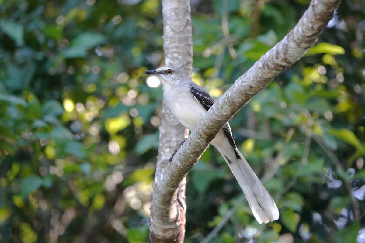 Tropikal Taklitçi - ML646657148