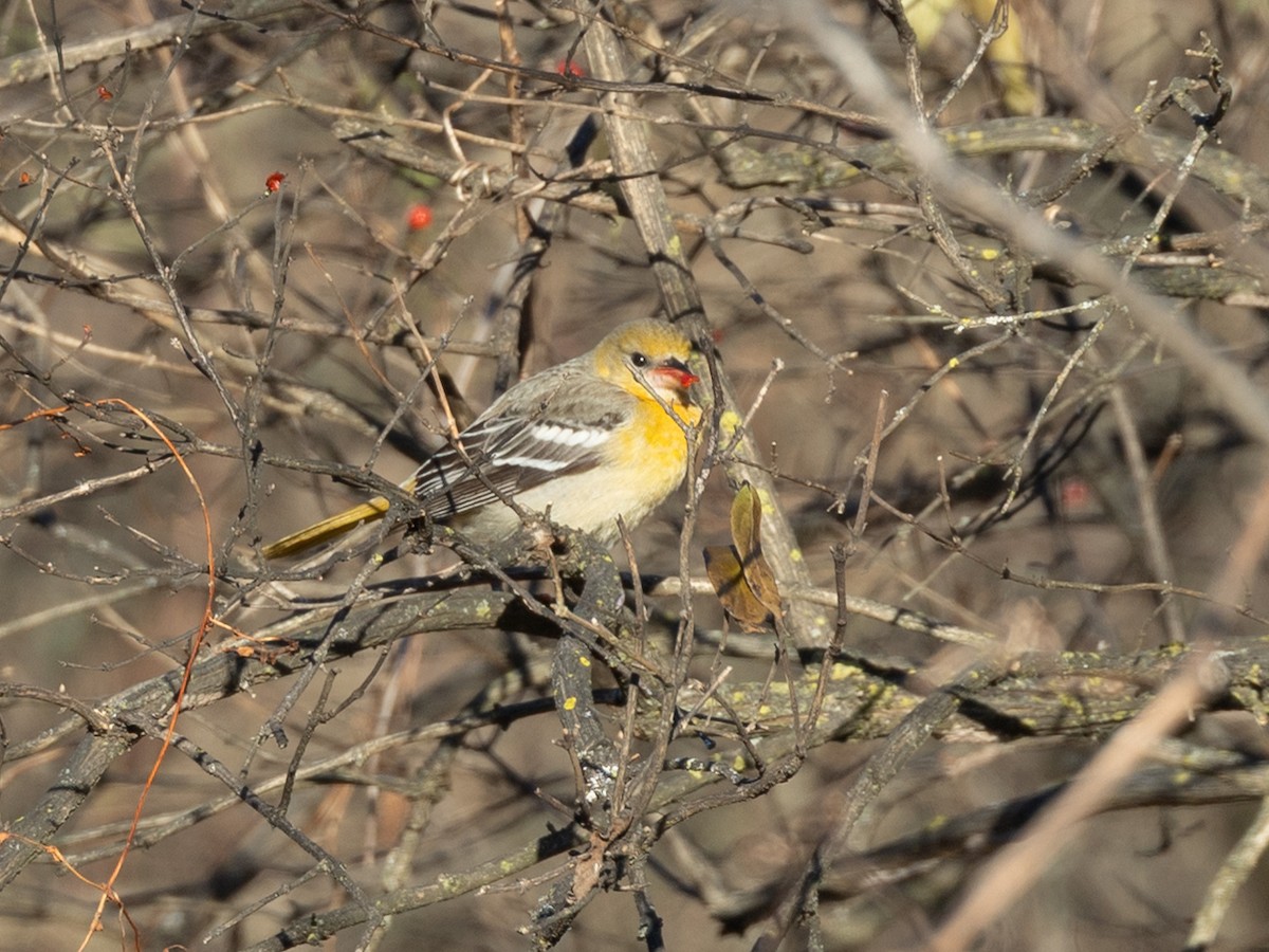 Baltimore Oriole - ML646657150