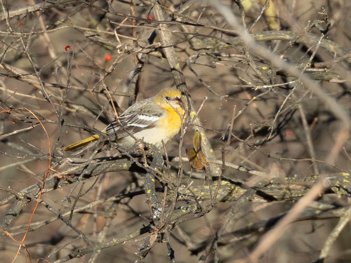 Baltimore Oriole - ML646657151