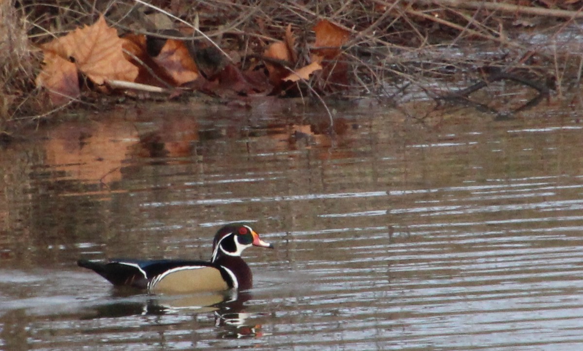 美洲鴛鴦 - ML646657153