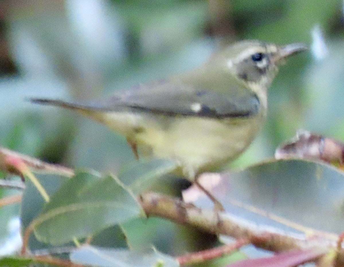 Black-throated Blue Warbler - ML646657155