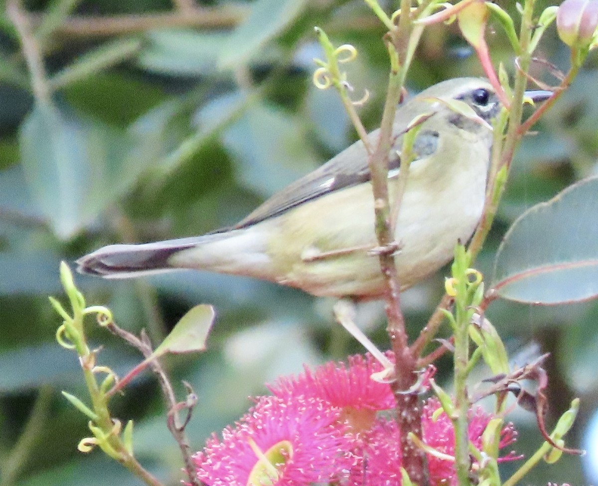 Black-throated Blue Warbler - ML646657156