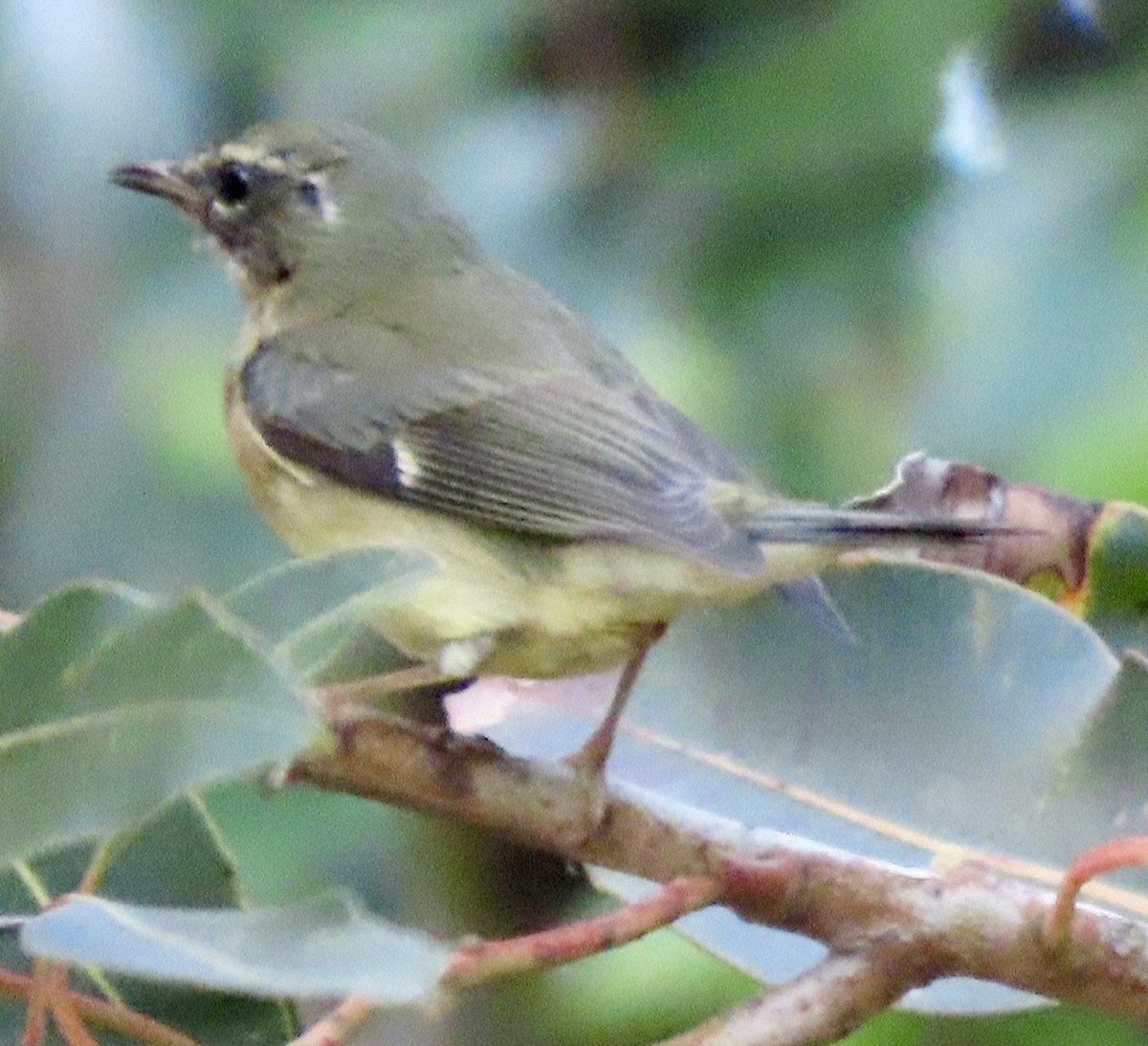 Black-throated Blue Warbler - ML646657157