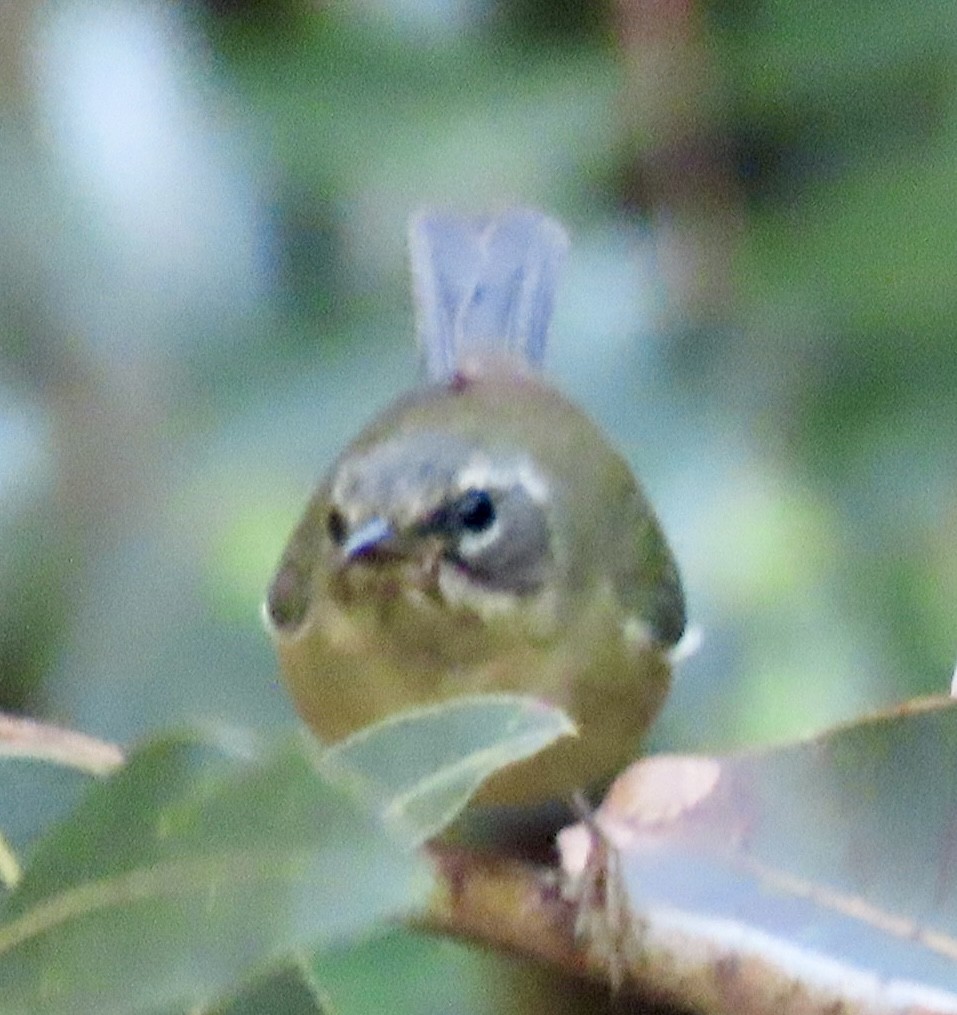 Black-throated Blue Warbler - ML646657158