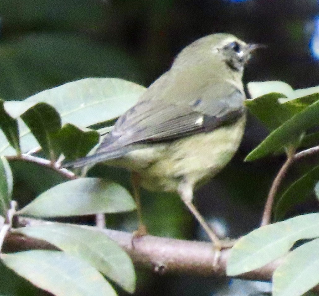 Black-throated Blue Warbler - ML646657159