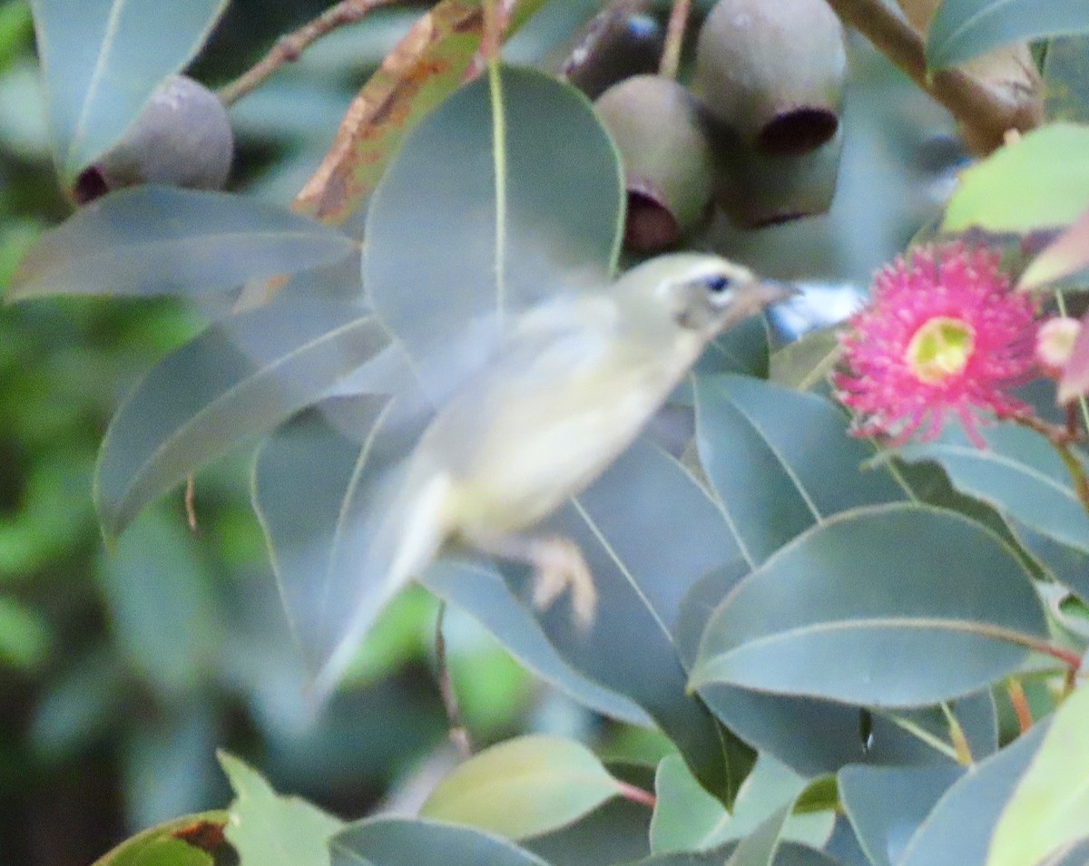 Black-throated Blue Warbler - ML646657160