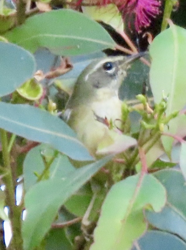 Black-throated Blue Warbler - ML646657161