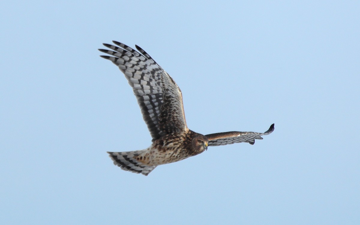 Northern Harrier - ML646657162