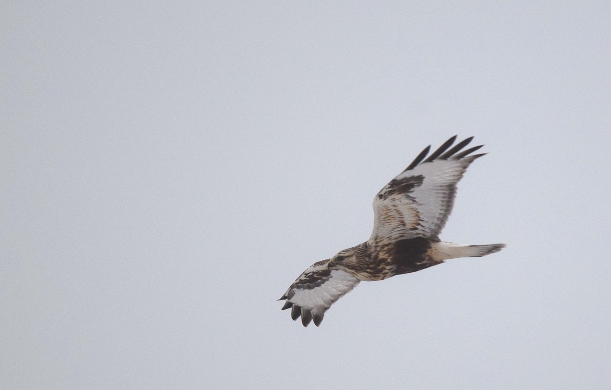 毛足鵟 - ML646657163