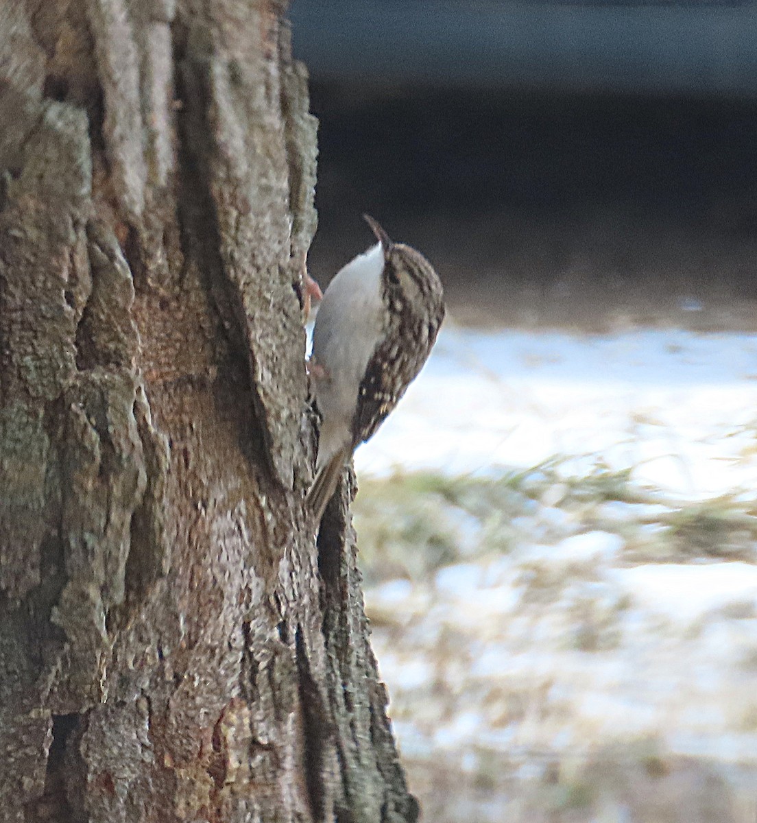 Brown Creeper - ML646657164