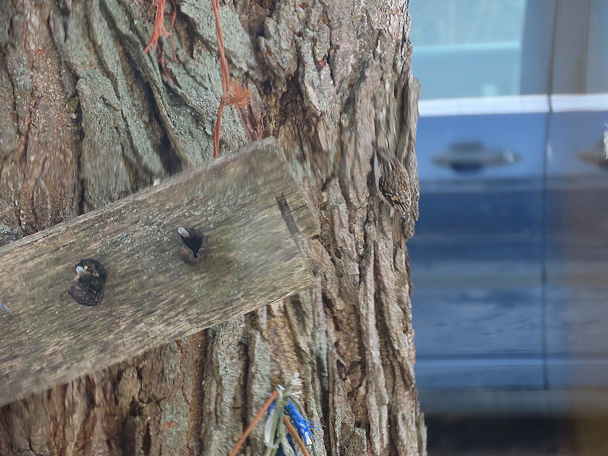 Brown Creeper - ML646657165