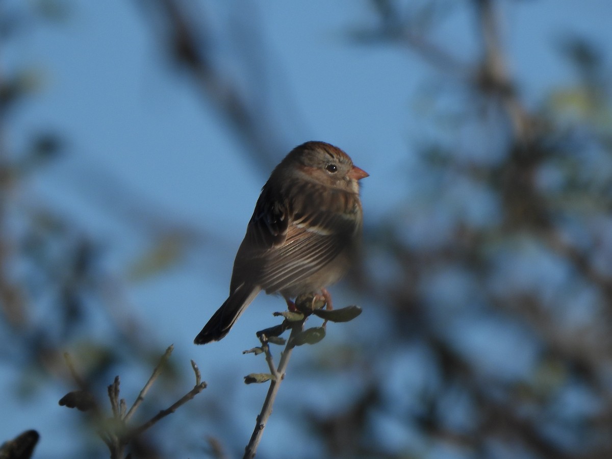 Field Sparrow - ML646657171