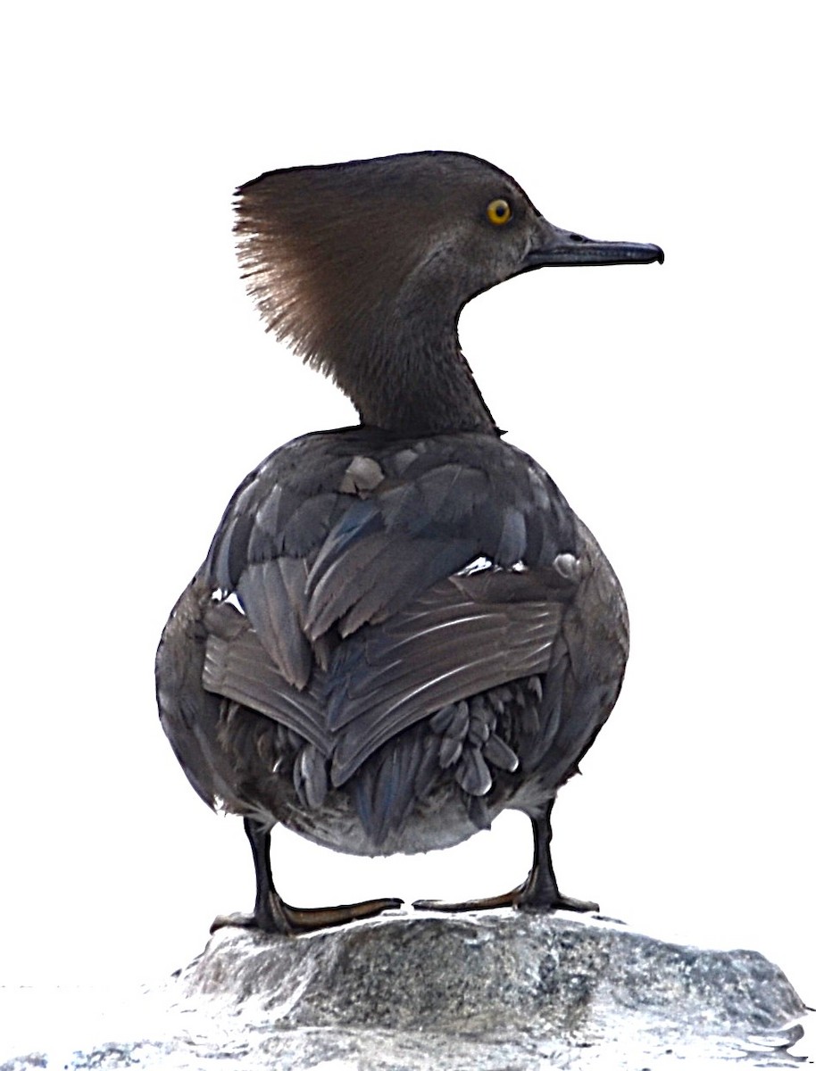Hooded Merganser - ML646657172