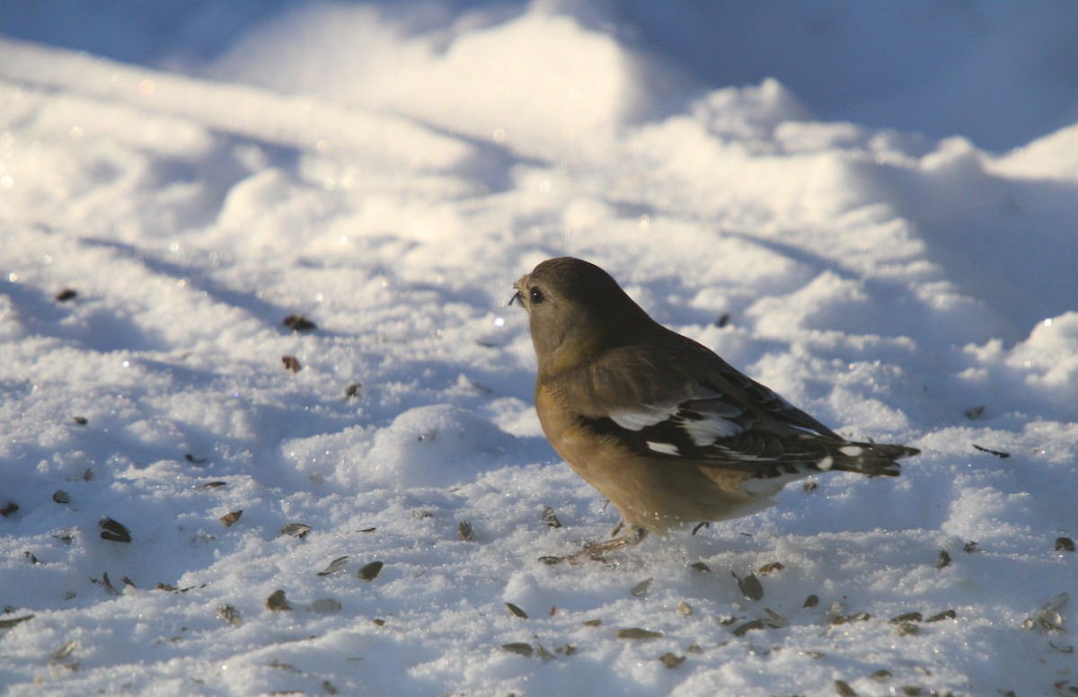 Кіпаль жовтобровий - ML646657173