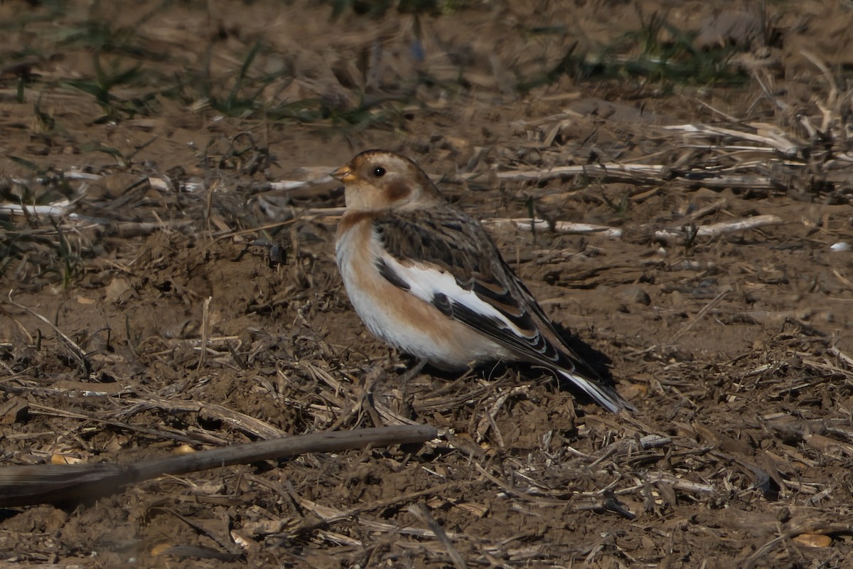 Snow Bunting - ML646657175